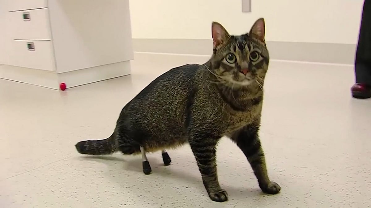 Vincent the cat has got rare titanium prosthetic hind legs enabling him to walk again. (Photo: AP/Caters News)