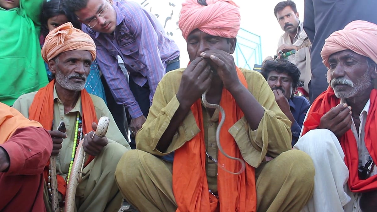 

A Pakistani snake charmer wows crowds by putting live snakes through his nose and pulling them out of his mouth. (Photo: AP screengrab)