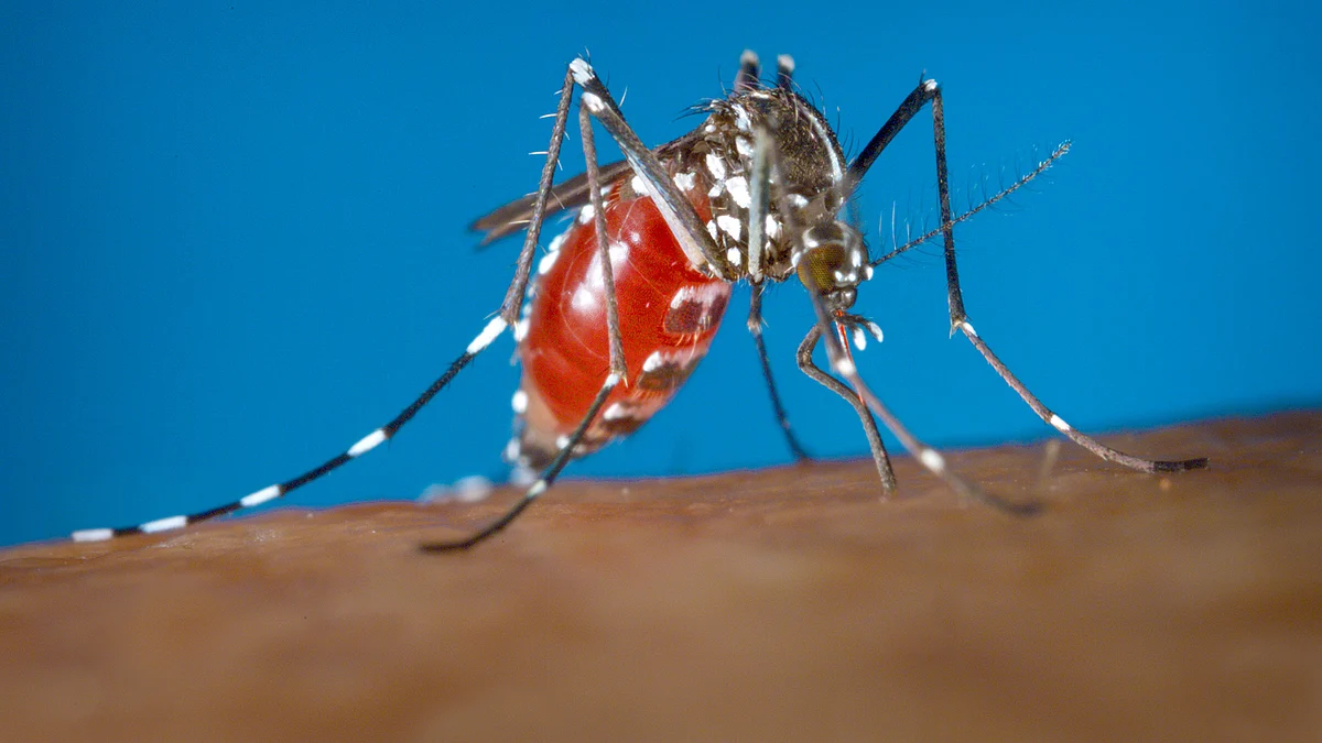 The Zika virus spreads through mosquito bites from the Aedes aegypti mosquito, also responsible for dengue and chikungunya. (Photo: AP)