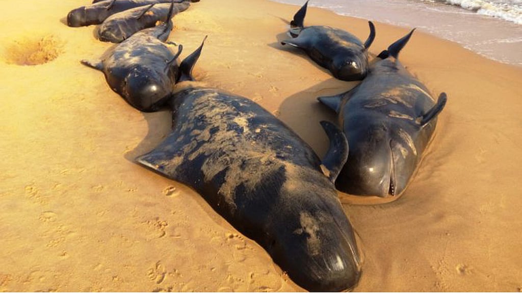 Whales washed up on the shores of Kulasekarapatinam at Thoothukudi in Tamil Nadu. (Photo Courtesy: <i>The News Minute</i>)