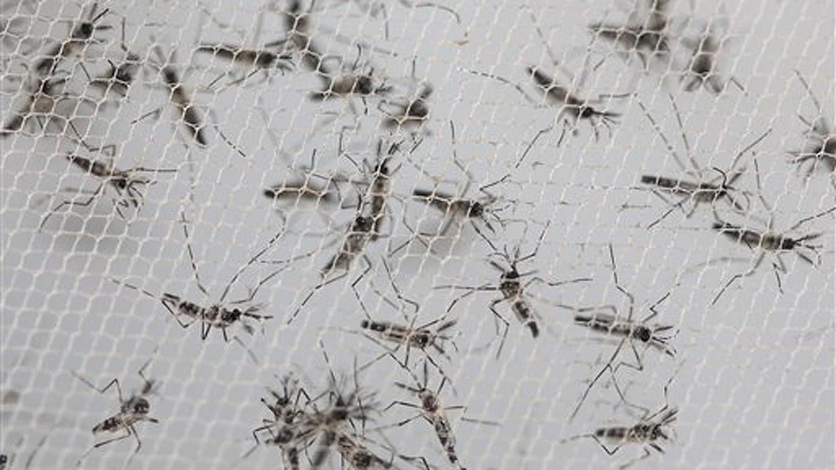 Aedis Aegypti mosquitoes, vectors of the deadly Zika virus. (Photo: AP)