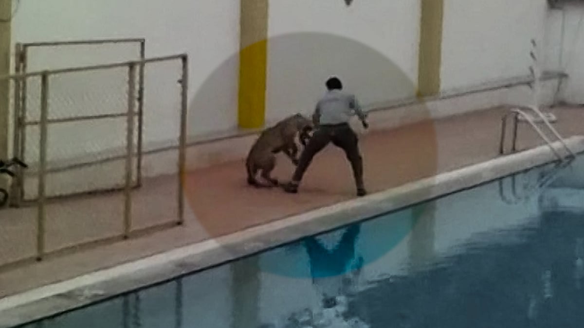 A leopard was spotted near Bengaluru at the Vibgyor school in Whitefield on Sunday morning. (Photo: ANI screengrab)