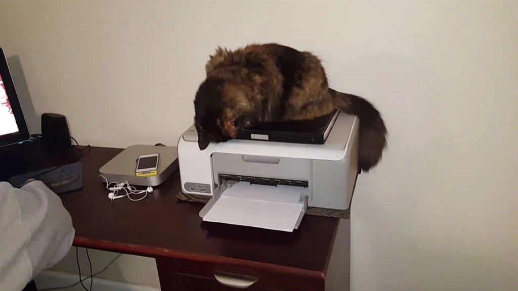 This mischievous cat hates the noise of a printer so much she crumples all of the documents. (AP screengrab)