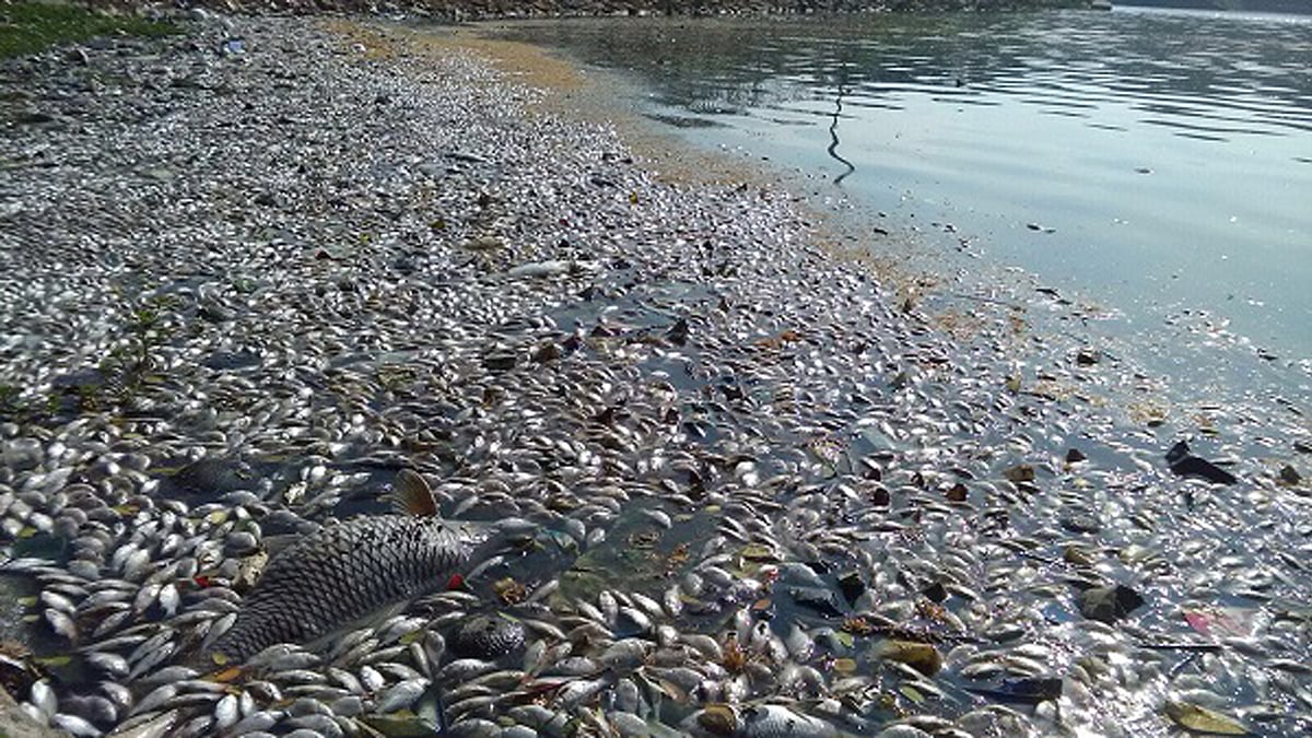 Dead fish floated to the surface of Bengaluru’s Ulsoor lake. (Photo Courtesy: <i>The News Minute</i>)