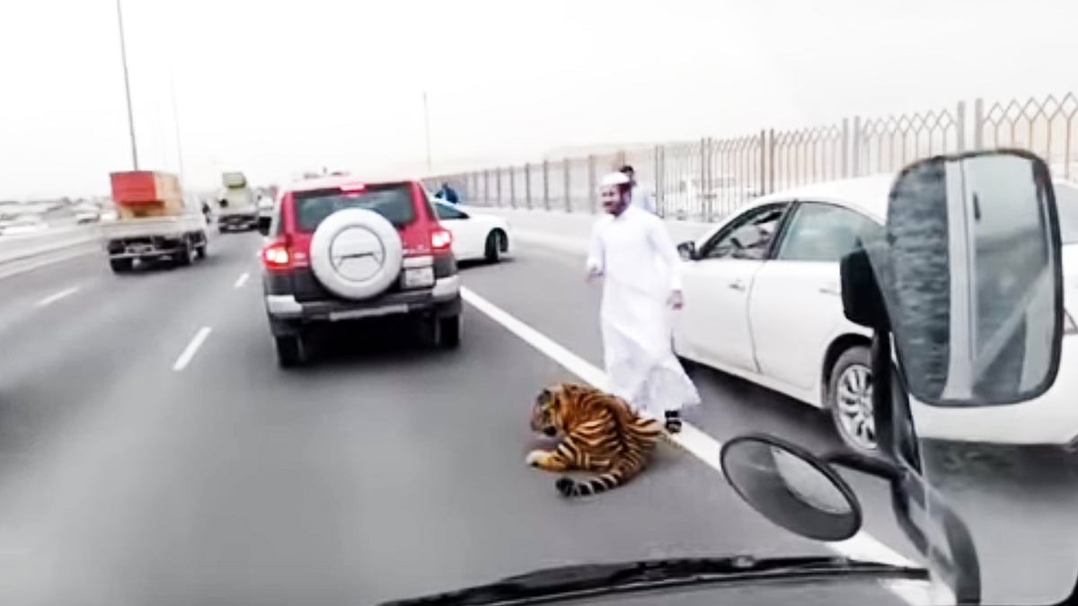 The tiger that escaped from the van it was being transported in. (Photo Courtesy: YouTube Screengrab)