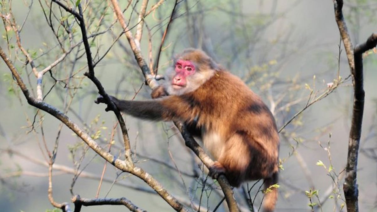 White Cheeked Macaque spotted in Arunachal Pradesh. (Photo Courtesy: Facebook/<a href="https://www.facebook.com/ranjankumar.das.7528">Ranjan Kumar Das</a>)