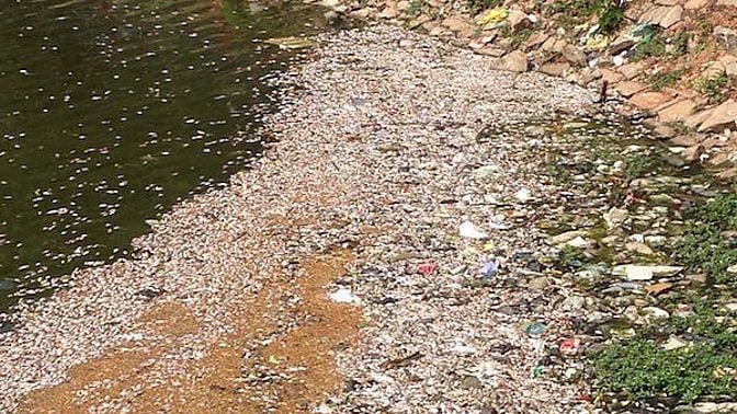 Dead fish surface at Ulsoor Lake. (Photo Courtesy: <i>The News Minute</i>)