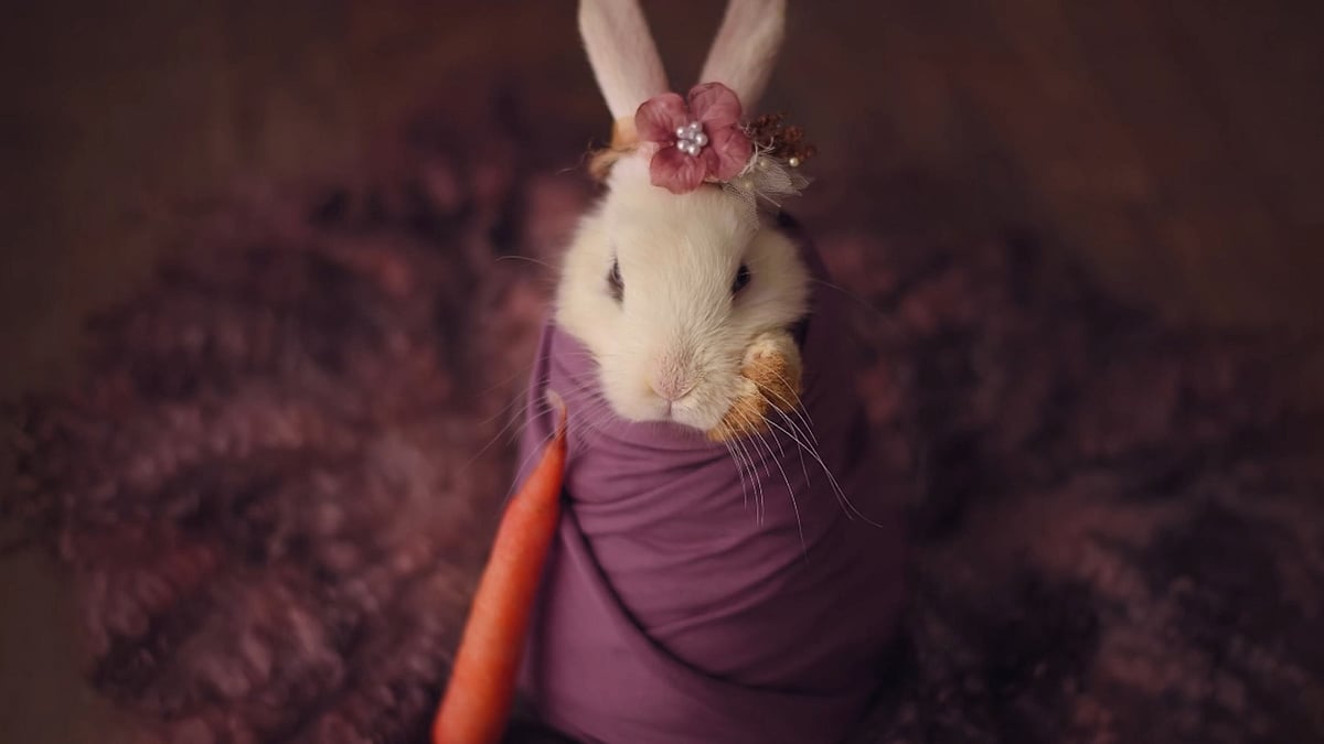  Adorable newborn bunny swaddled in a blanket for a photograph. (Photo:AP/Caters News Screengrab)