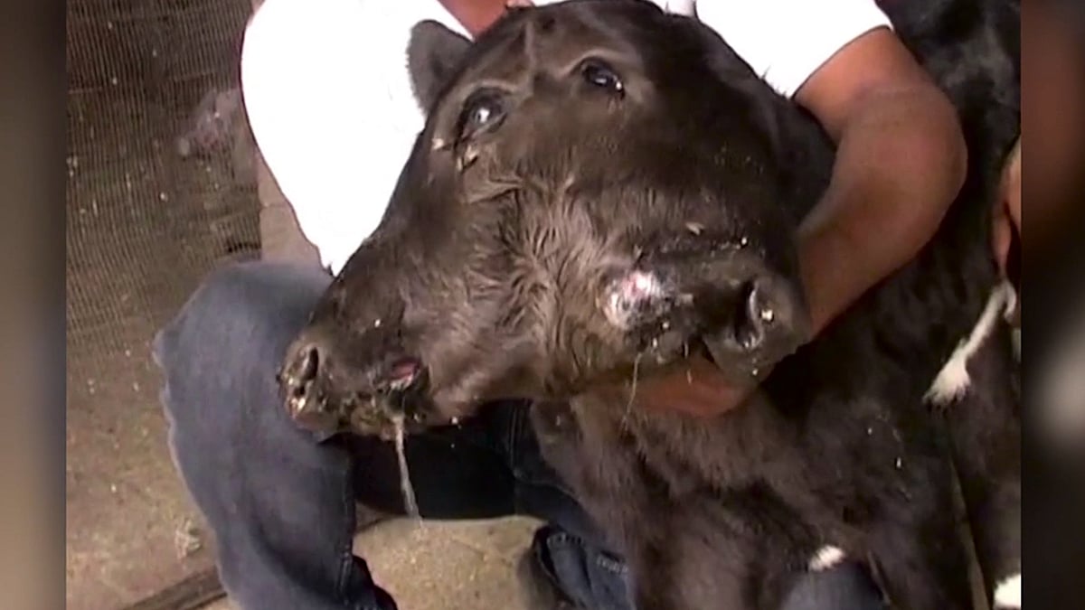 A cow gave birth to a two-headed calf in Udaipur.  (Photo: AP/Caters News Screengrab)