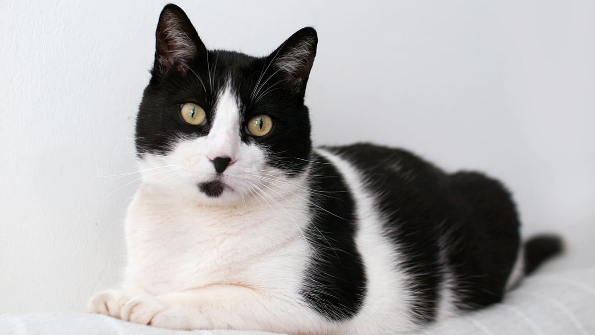 The cat caught three mice in its first six weeks. (Photo: iStockphoto)