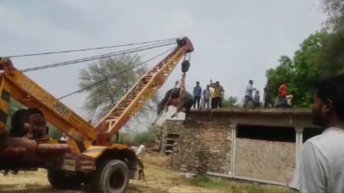 A heavy-duty crane was used to lift the Buffalo off the roof of a house.  (Photo: AP/Caters Screengrab)
