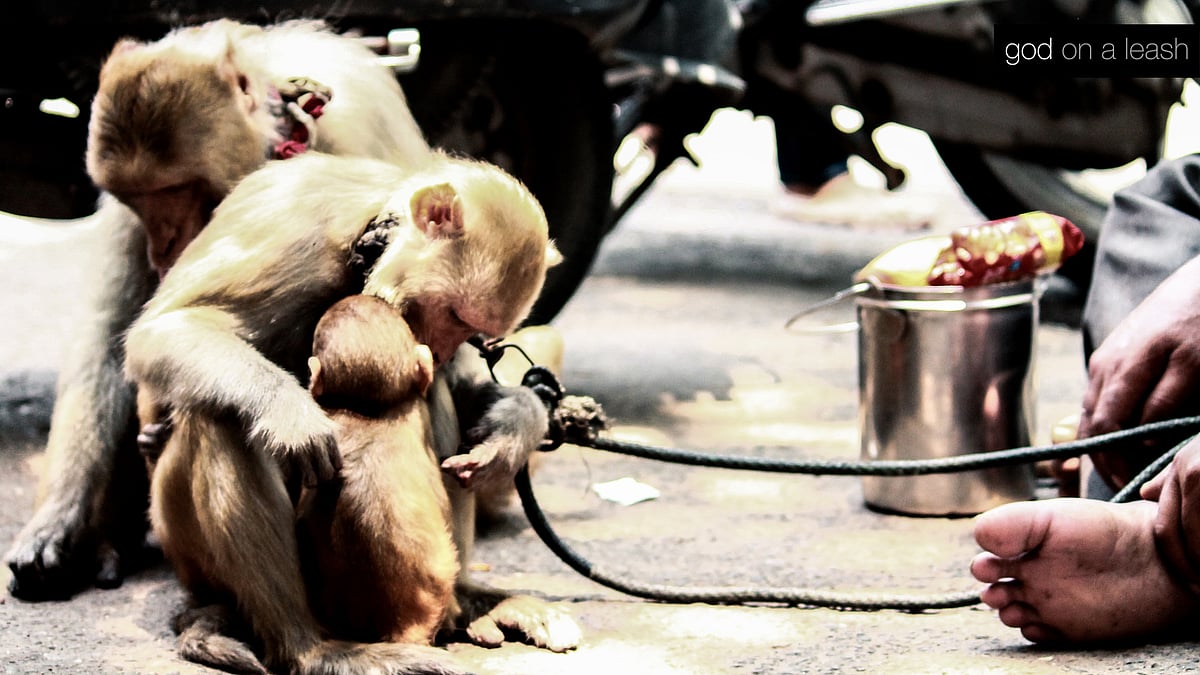 ‘God on a Leash’ by Varun Chopra. (Photo Courtesy: Srishti Chaturvedi)