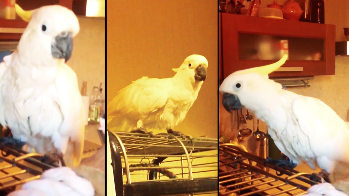 Petya regularly bobs her head to all types of music, but has a particular liking for dance music, according to her owner. (Photo: ANI screengrab)