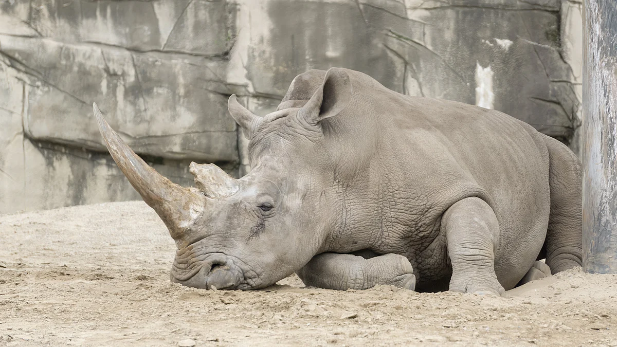 Representational image of a one-horned Rhino. (Photo: iStockPhoto)