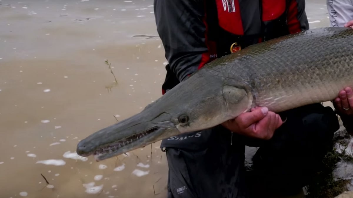 Alligator Gar. (Photo Courtesy: YouTube Screenshot)