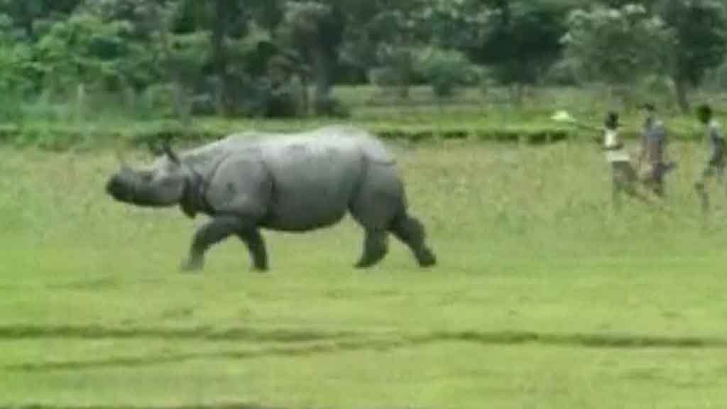 Rhino from Kaziranga National Park. (Photo: ANI screengrab) 
