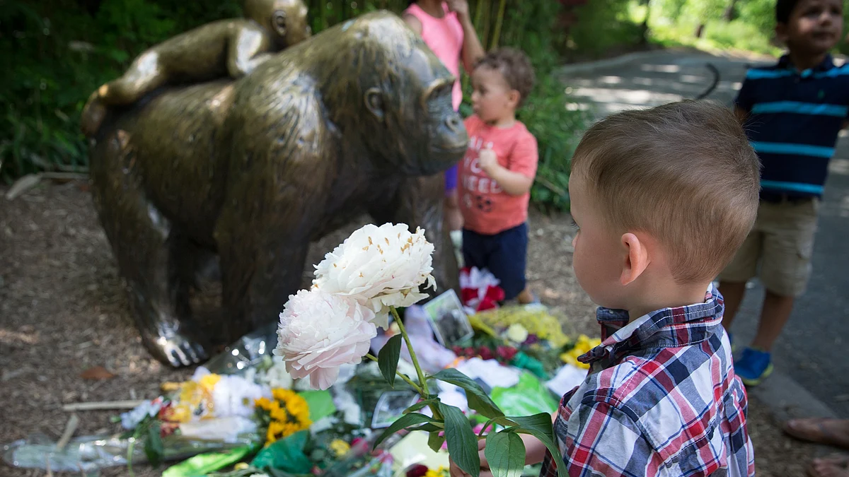 

A boy brings flowers to put beside a statue of a gorilla outside the shuttered Gorilla World exhibit at the Cincinnati Zoo &amp; Botanical Garden, Monday, 30  May  2016, in Cincinnati. (Photo: AP)