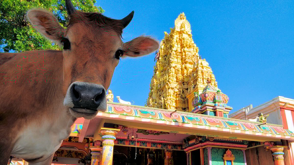 The Quint’s exclusive story on a Gau Raksha Celebrity. (Photo: iStockphoto)