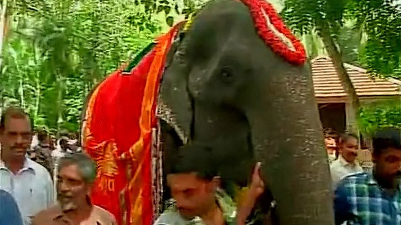 

Dakshayani at the temple in Trivandrum. (Photo Courtesy: Twitter @<a href="https://twitter.com/ANI_news">ANI_news</a>)