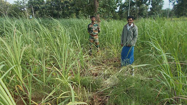 Farmer Shiva Murthy, whose sugarcane crop was trampled by elephants in July 2016 used Wild Seve’s toll-free number for assistance. (Photo Courtesy: IndiaSpend)