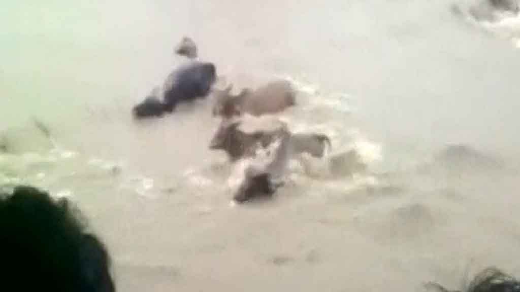 Atleast 4000 cattle died in Madhya Pradesh floods. (Photo: ANI screengrab)
