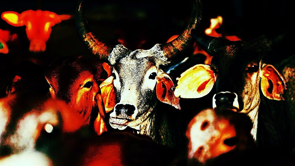 <div class="paragraphs"><p>Allahabad High Court Slams UP Police Over Scripted FIRs in Cow Slaughter Cases</p></div>