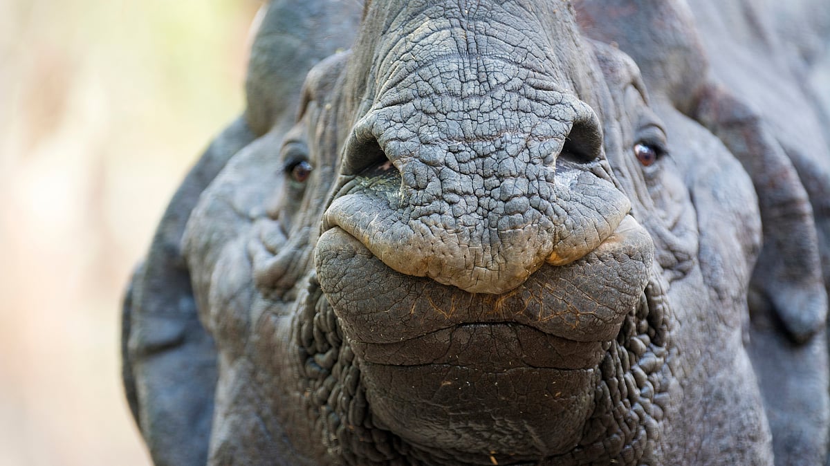 The new law hopes to discourage poaching and wildlife protection violations. (Photo: iStock)
