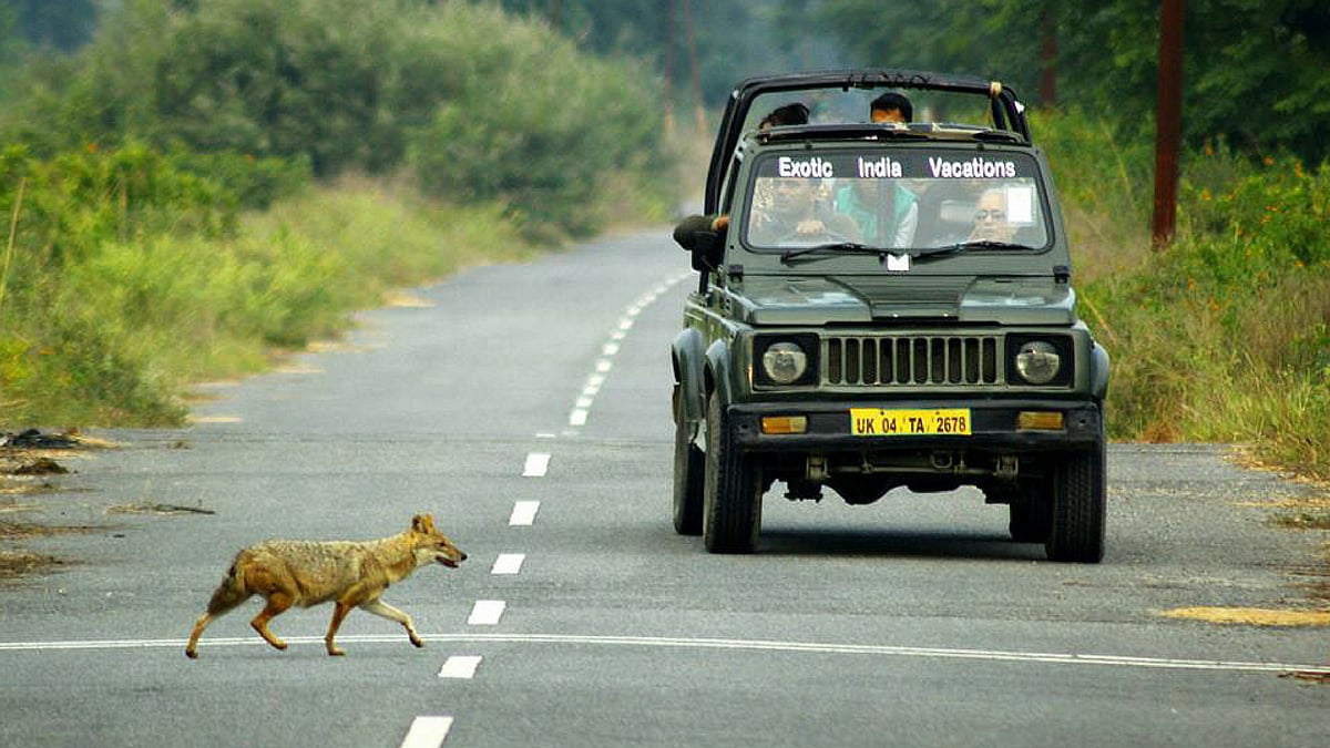 A Gypsy in Corbett national park causes a frightened jackal to flee. (Photo Courtesy: Indranil Datta)