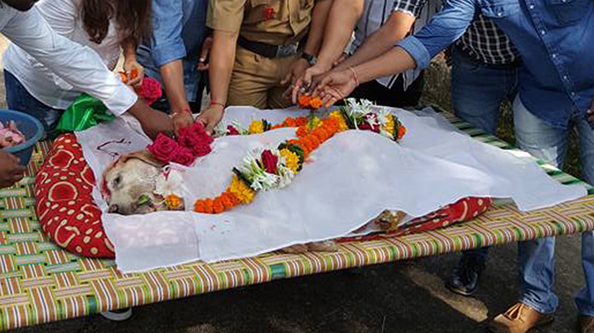 Caesar’s mortal remains were buried at an animal shelter in Mumbai on Thursday.&nbsp;
