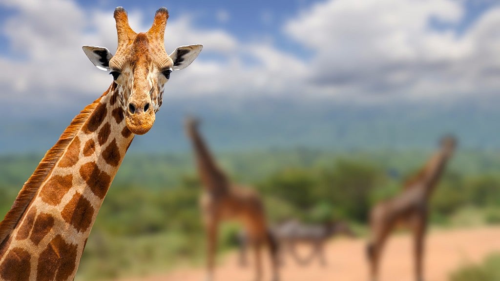 The global giraffe population has dropped from 1,63,452 in 1985 to 97,562 in 2015. (Photo: iStock)