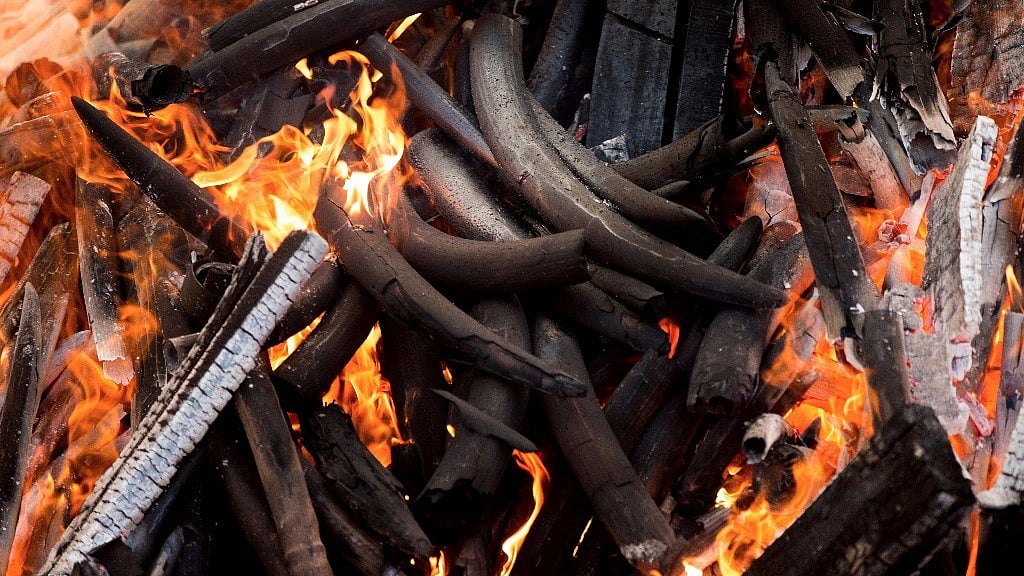 Elephant tusks set ablaze during the first Cameroon Ivory Burn in April 2016. (Photo: AP/Andrew Harnik)