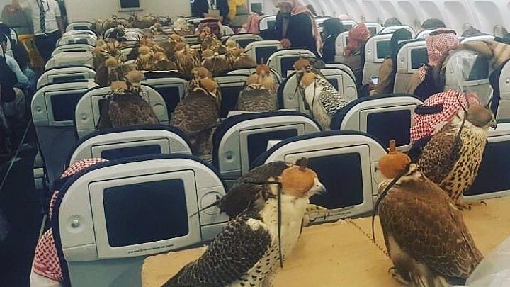 ‘Falcons on a plane’ – starring the falcons (Photo courtesy: Reddit)