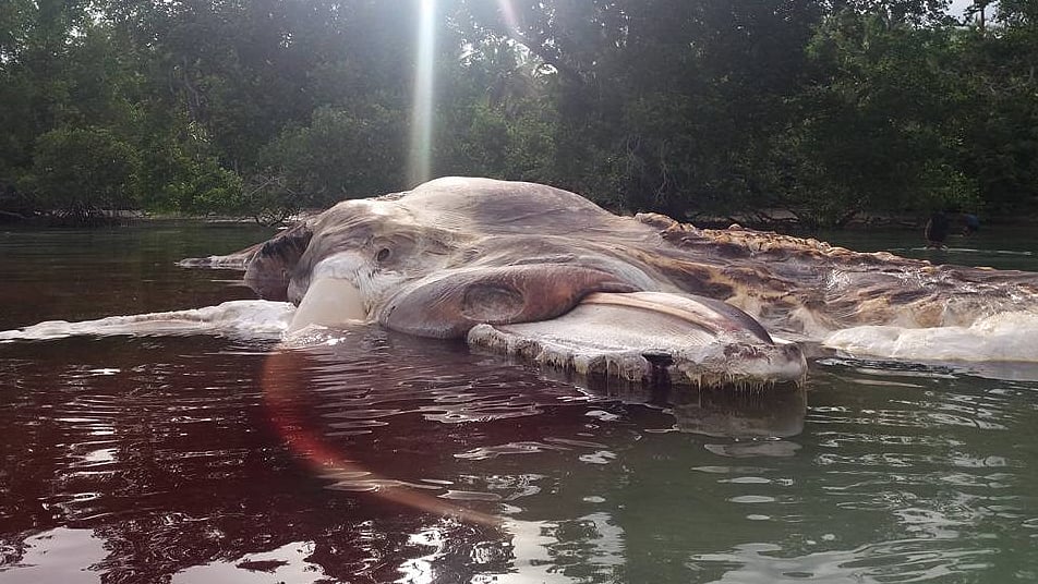 (Photo Courtesy: Facebook/<a href="https://www.facebook.com/abangakap">PataSiwa Kumbang AmaLatu</a>)