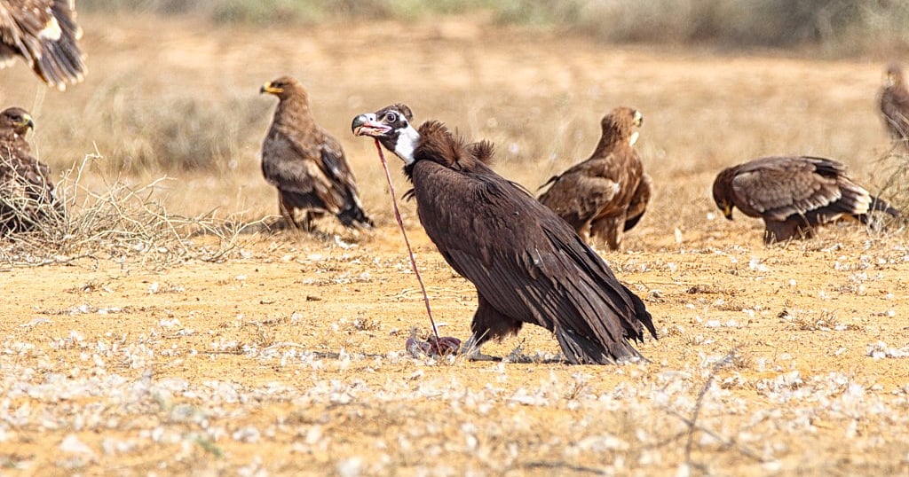 Tamil Nadu to Establish Vulture Safe Zones