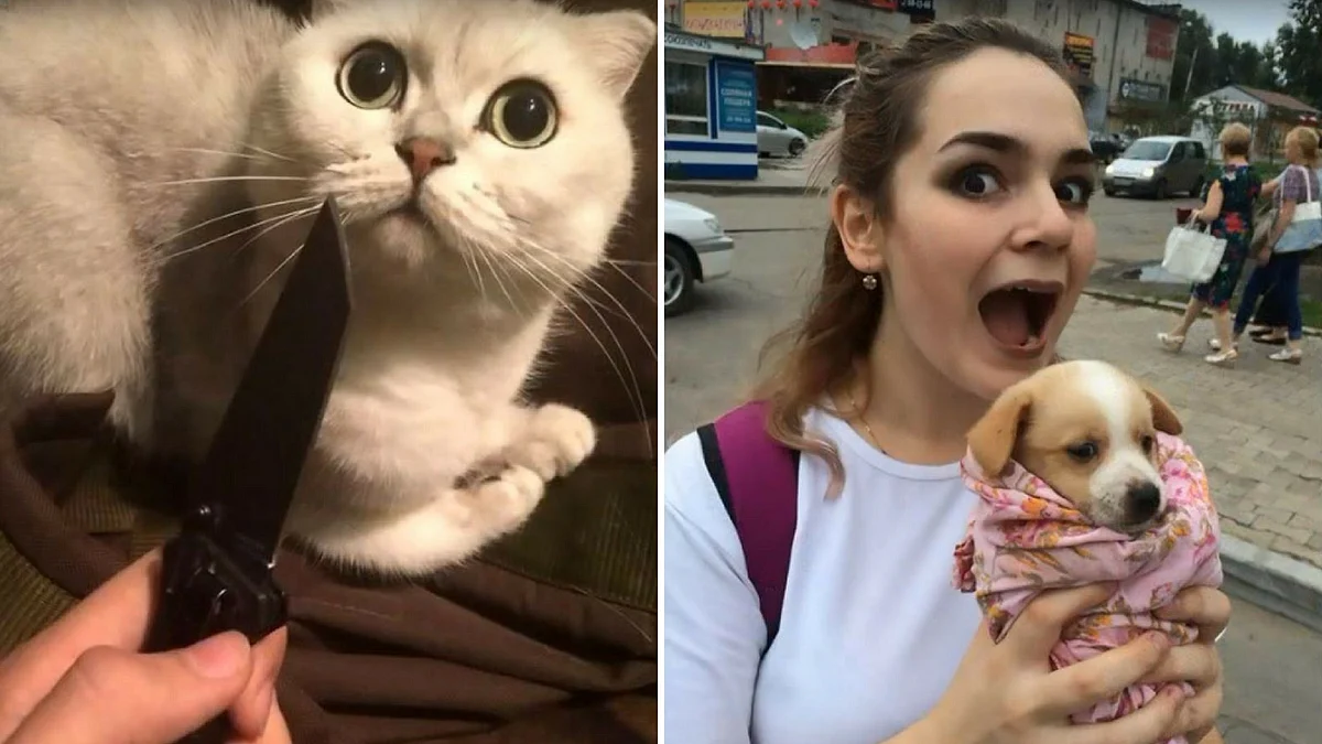 The two tortured nearly 15 animals and posted the video to YouTube.&nbsp;