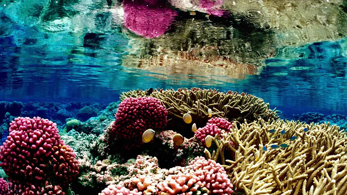 As researchers turn their attention toward the species off the east coast, you can embark on an immersive adventure too!