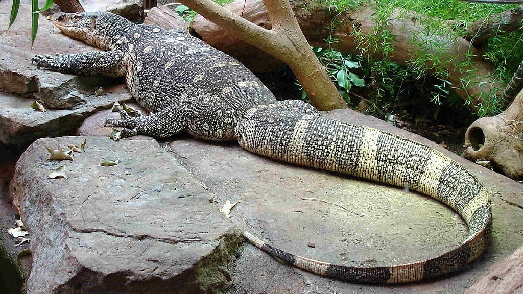 A Nile Monitor (Varanus niloticus) at London Zoo.