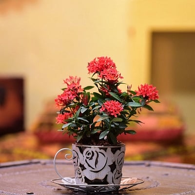 The High Tea Planter.