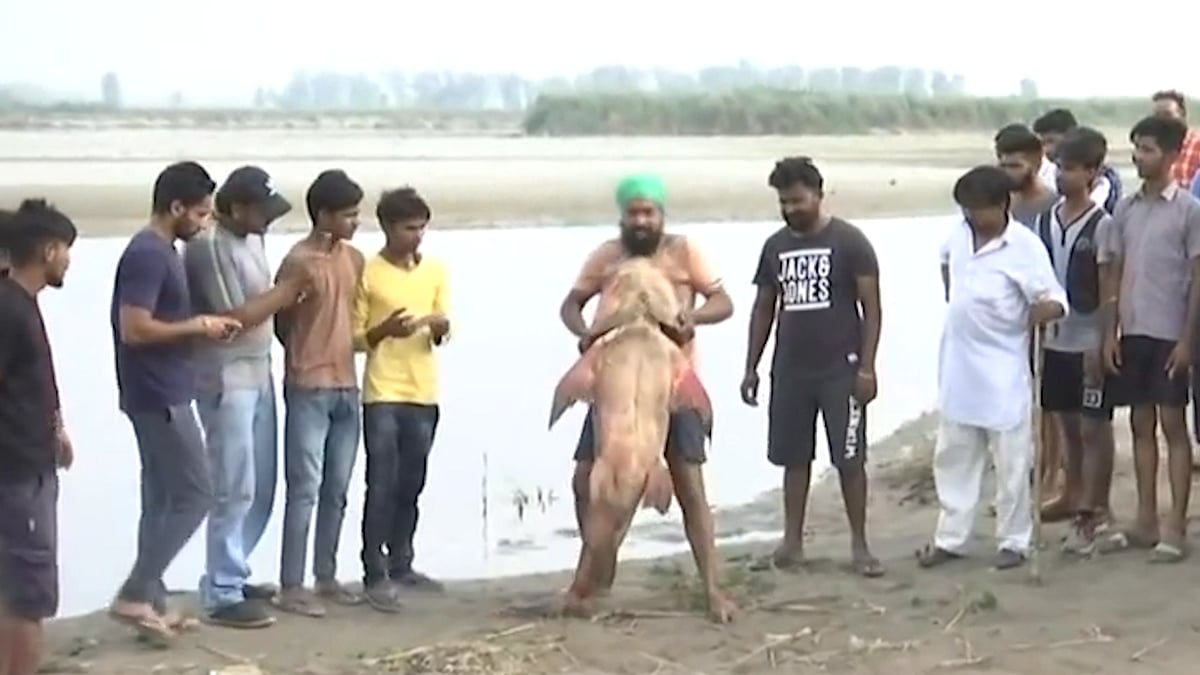 A large number of fish found floating dead in River Beas due to a molasses leak from a nearby sugar factory.