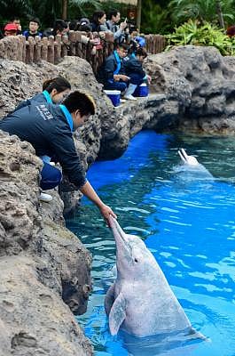 Sydney, June 8 (IANS) Dolphins may be more akin to humans than believed, said a study released on Friday, confirming that the marine mammals use individual "names" to identify friends and rivals among social networks. (Xinhua/Liu Dawei/IANS) (lb)