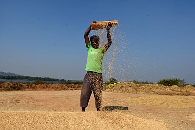 A farmer busy winnowing paddy. (File Photo: IANS)