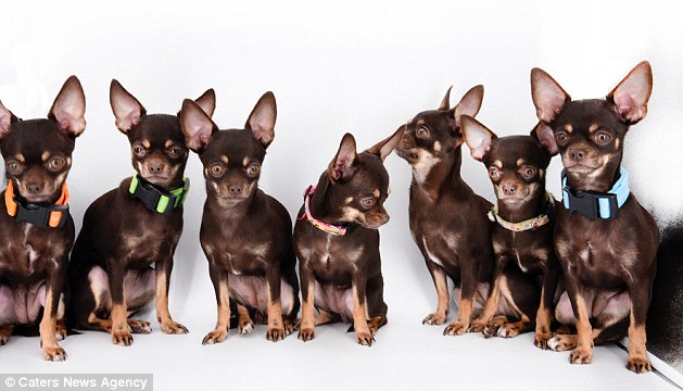 Miracle Milly, the tiny chihuahua has been cloned 49 times