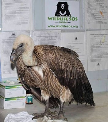 Agra: The rare juvenile Himalayan Griffon vulture that was rescued from drowning in Yamuna, in Agra, on Aug 6, 2018. The Himalayan Griffon Vulture (Gyps himalayensis) is an Old World vulture found along the Himalayas and the adjoining Tibetan Plateau. This species is protected under the Wildlife Protection Act, 1972.(Photo: IANS)