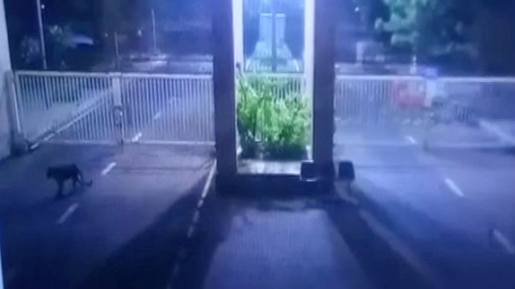 CCTV footage captured the feline trespassing into the Secretariat around 1 am.