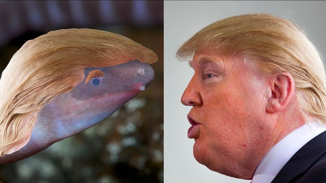 The amphibian is blind, which the head of EnviroBuild says match the US leader’s opinion on climate change.