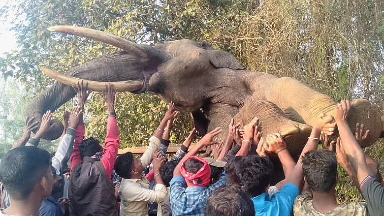 The tusker which was around 42 years old had entered human habitation and raided a field the previous night.