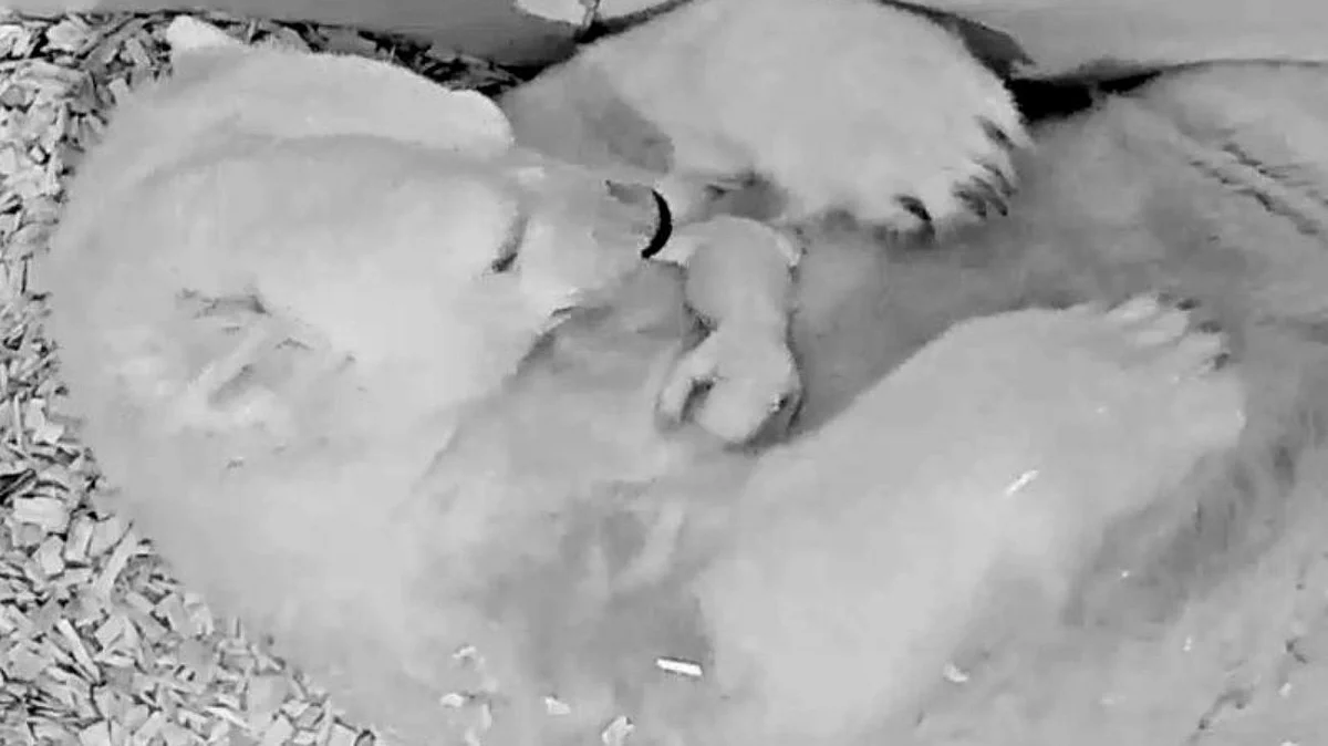 Berlin zoo releases new footage of polar bear Tonja’s cub