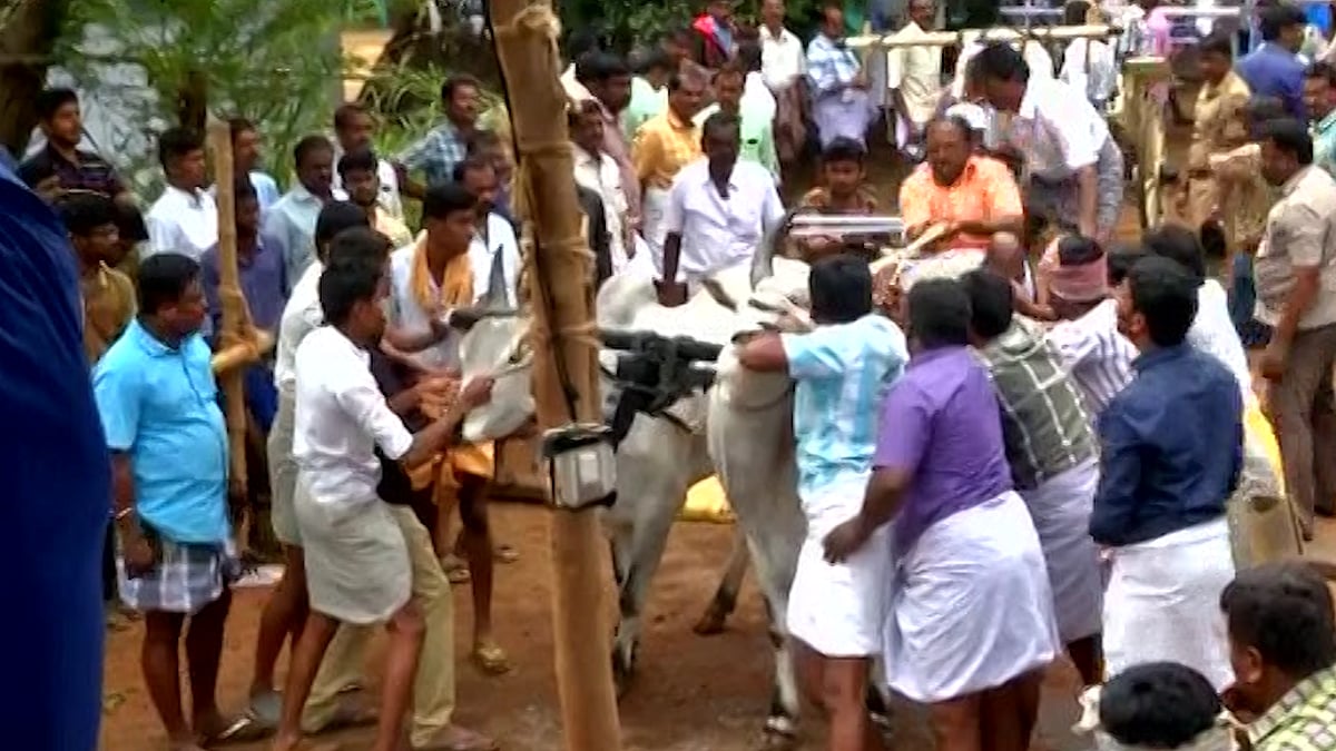 Rekla race in Coimbatore