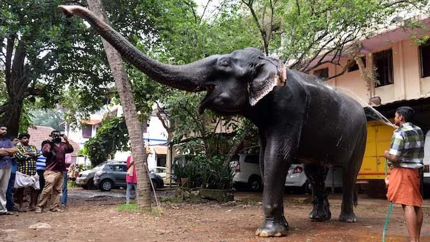 Granny Dakshayini had been a resident at the Chengallur Mahadeva temple in Thiruvananthapuram for the last 70 years.