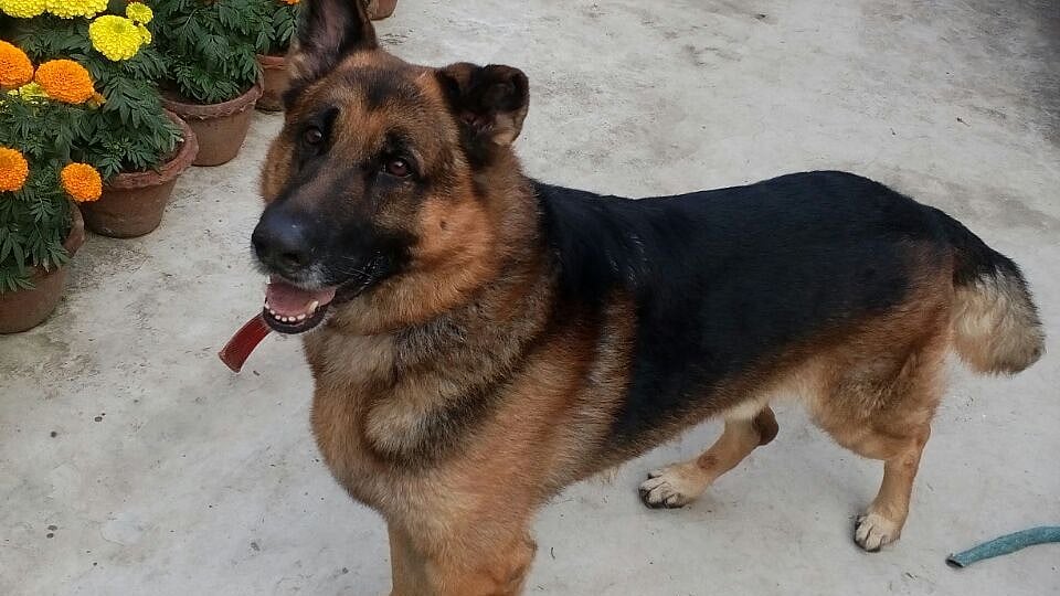 Hachiko, my best friend, left us on 15 Feburary.